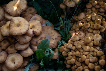 Fototapeta premium topview of a pile of mushrooms with green leaves