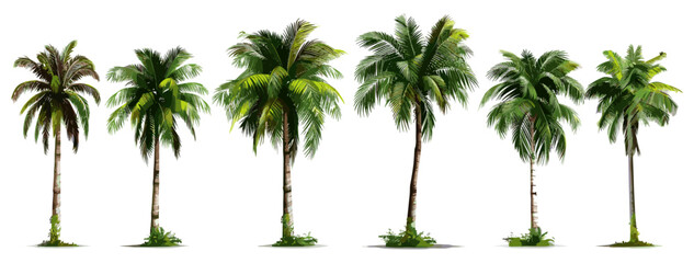 Coconut palm trees in a tropical vacation spot, set isolated on transparent background vector, beach holiday destination, exotic tropical palm tree, summer travel concept, Set of Summer elements