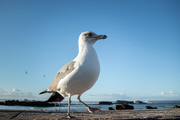 a seagull is standing on a rock looking at the ocean