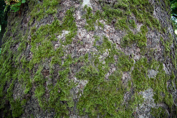 a tree with moss growing on it