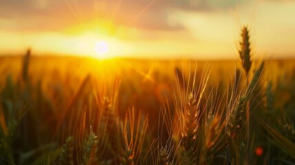 Fototapeta premium Wheat field on the background of sunset. 