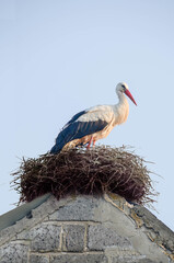 Fototapeta premium A stork stands in its nest, Builds the nest.