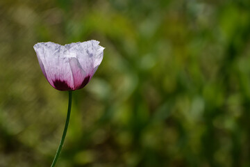 アツミゲシの花