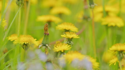Fototapeta premium Yellow dandelion field at sunny day swaying in the wind. Blooming yellow dandelions in a green summer meadow. Macro view.