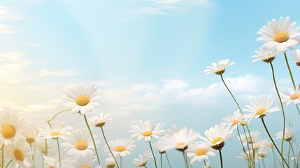 White daisies against a blue sky.