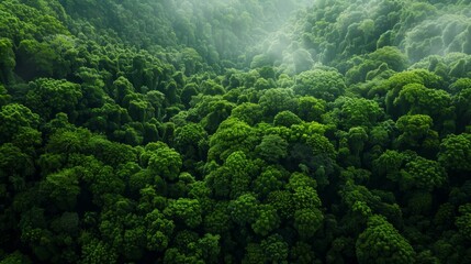 A breathtaking aerial view of a lush, misty rainforest canopy, showcasing the dense, green foliage and natural beauty of the forest environment.