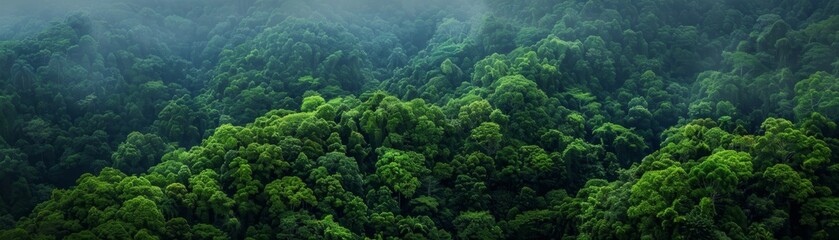 Fototapeta premium Aerial view of a lush green rainforest with misty clouds above. Serene and tranquil nature landscape perfect for nature and environmental themes.