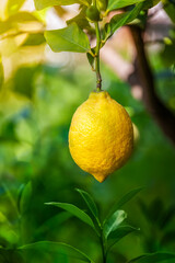 Ripe fruit of a lemon tree on a branch with leaves close-up. Harvesting fruits in an agricultural garden.