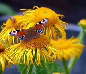 Ein Tagpfauenauge auf einr Alant Pflanze