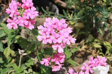 Verbena, Glandularia, Dakota Mock Vervain, Moradilla or Alfombrilla,