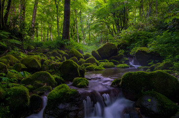 Obraz premium 日本の鳥取にある大山の木谷沢渓流