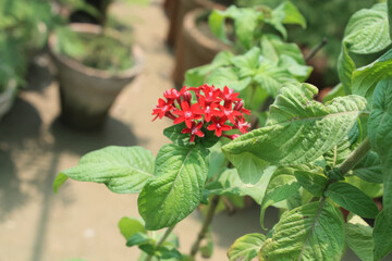 Star flower, Egyptian Starcluster or Pentas lanceolata