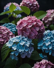 Beautiful, vivid Hydrangea flowers in pink and blue, with lush green leaves, captured in a natural and vibrant setting.