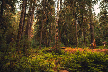 autumn forest in the morning