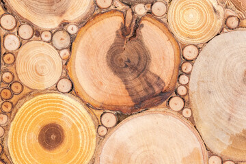 Cross sections of trunks and branches of different trees