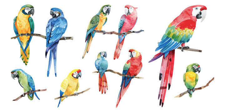 Set collection of tropical macaw parrots with colored feathers and wings hand drawn watercolor design resources elements