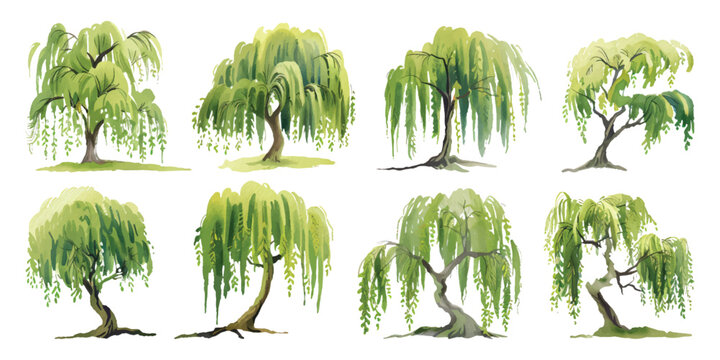 Set collection of old weeping willow tree hand drawn watercolor design resources elements
