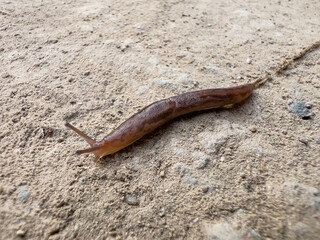 Slug mollusk crossing sandstone rock in Southern California.