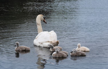 Mute swan (Cygnus olor) young follow their mother in a pond. She keeps a close eye on her offspring. Six little cute fluffy cygnets