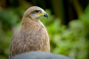 red tailed hawk