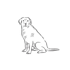 A labrador sitting and facing left. A drawing in black and white vector of a dog, side profile and drawn by hand. Canine furry.	