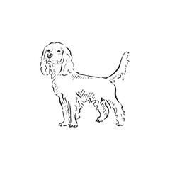 Line drawn illustration of a cocker spaniel. Drawn by hand in a sketch style as a vector.