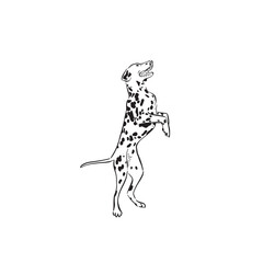 Fototapeta premium A Dalmatian dog on his hind legs. A drawing in black and white vector of a dog, side profile and drawn by hand. Canine furry puppy. 