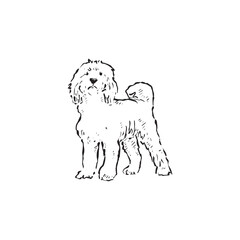 A line drawn labradoodle dog or puppy. Hand drawn in black and white and vectorised. Long haired fluffy pooch.