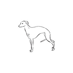 Obraz premium A whippet puppy dog drawn in black, vectorised and shaded. Baby dog, canine side profile short hair hand drawn vector.