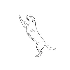 A labrador on his hind legs. A drawing in black and white vector of a dog, side profile and drawn by hand. Canine furry puppy.
