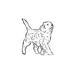 A cockapoo puppy walking to the right. A line drawn hand drawn illustration vectorised for a variety of uses.	Black and white dog drawing. Fluffy dog, mens best friend pet.