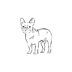 A pug drawn in black and white facing front. A cute illustration drawn by hand in a sketch style as a vector.