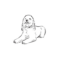 Obraz premium A labradoodle dog lying dow. Mans best friend, canine drawn by hand in a sketchy style. Black vector.
