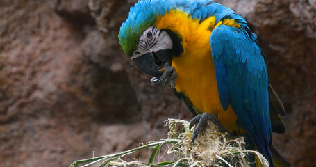 parrot © Петро Головчук