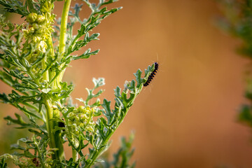A side view of a cinnabar caterpillar climbing up a ragwort plant in the summer sunshine