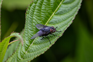 A macro photograph of a fly in rural Sussex, with selective focus