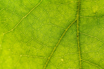 green leaf veins texture in detail