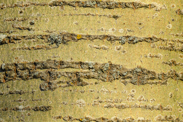 tree bark texture in detail