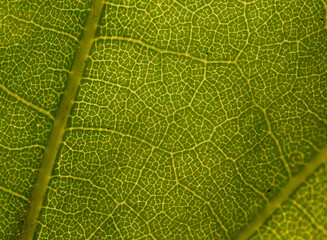 green leaf veins texture in detail