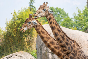 Natural reserve in Kenya. Couple of giraffes in safari park. Wildlife animals in savanna