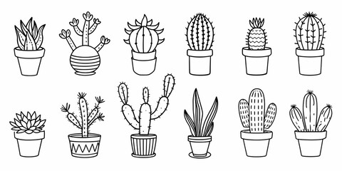 Minimalist cactus and succulent collection with various potted designs