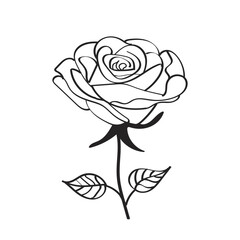 hand drawn rose
