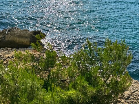 Blue sea and rocky coast overgrown pine trees 