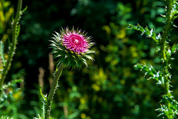 Thistle bloom.