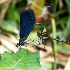 Calopteryx virgo