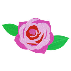 pink rose