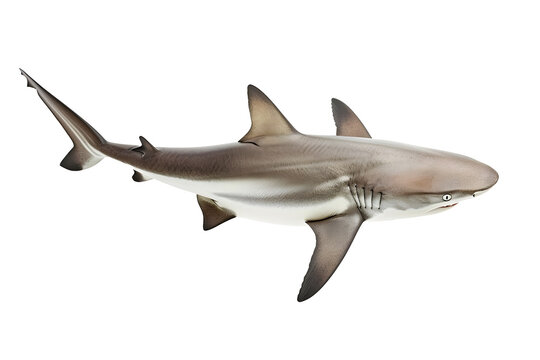 great white shark isolated on transparent background