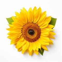 Fototapeta premium sunflower Isolated white background flat lay