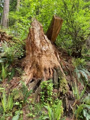 stump in the forest