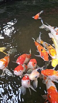 Slow motion of colorful fancy carps or koi fishes swimming in a pond and fiding food. Vertical video for smartphone footage.